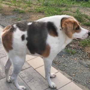 História inspiradora de Cooper, cachorro sem pescoço que encantou a internet