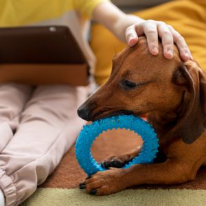Cães de Terapia e Assistência: Saiba Mais Sobre o Dia a Dia Dessas Verdadeiros Anjos