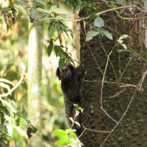 Mico-estrela (Callithrix penicillata): os pequenos micos da floresta
