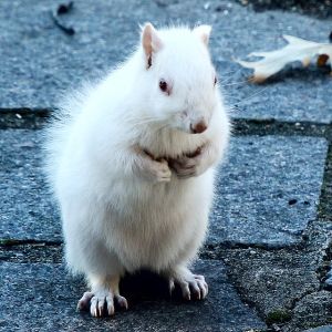 Incríveis animais albinos