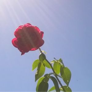 Venha o teu Reino - uma prece