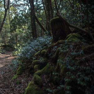 O bosque do suicídio no Japão