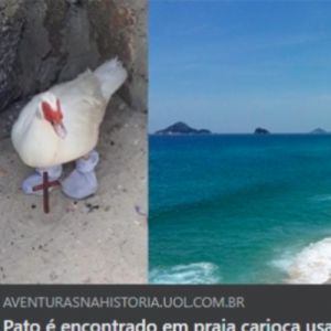 Não perdoam nem o pato