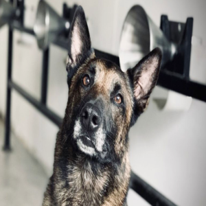 Cães treinados ajudam no diagnóstico precoce do câncer de mama