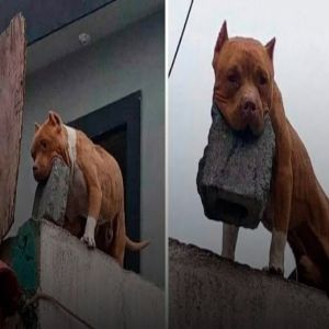 Homem é preso por treinar cachorro a jogar tijolo em quem tocasse sua campainha