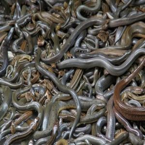 7 curiosidades sobre a Ilha das Cobras
