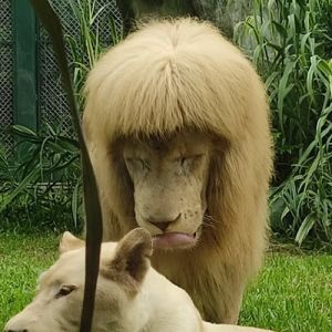 Zoológico chinês dá franja reta ao leão