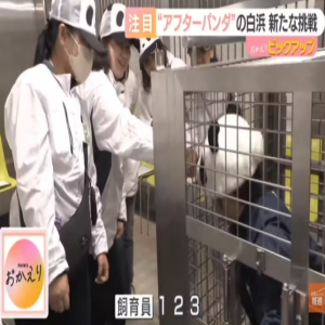 Parque japonês substitui pandas devolvidos à China por funcionários fantasiados