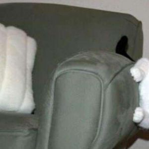 gatos > leis da física