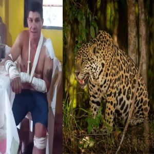 Homem que disse ter sido atacado por onça na realidade atropelou animal, diz PRF