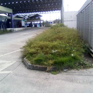 Mato no terminal de ônibus