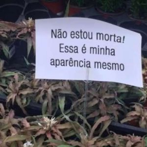 Eu todo dia