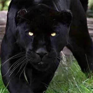 Sua voz na sua cabeça