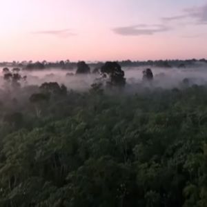 CURIOSIDADE SOBRE AMAZÔNIA SELVAGEM 2025