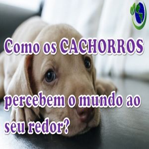 Como os cachorros percebem o mundo ao seu redor?
