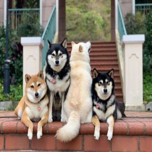 Shiba Inu fica famoso por sempre estragar suas fotos