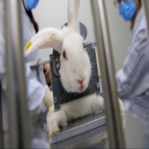 Governo proíbe uso de animais em pesquisa sobre cosméticos