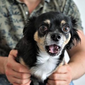 10 alimentos que cachorros e gatos não podem comer de forma nenhuma