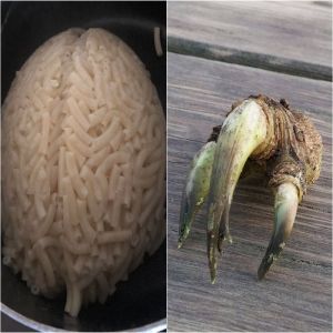 12 Fotos que nos fizeram pensar que era outra coisa