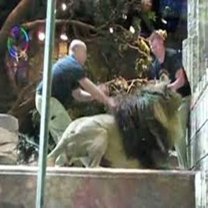 Leão de 180 kg ataca treinador em resort de Las Vegas — e tudo foi filmado por casal em lua de mel