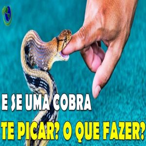 O que fazer e o que não fazer quando for picado por uma cobra?