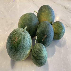 Veja como uma mini-melancia cresce nesse timelapse