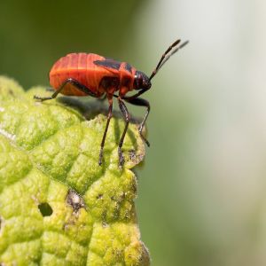 Insetos viajando pelo vento?