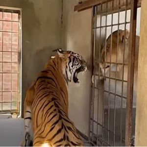 Curiosidade Nunca coloque um tigre perto de dois leões