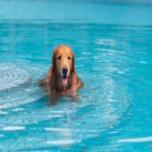  Otite canina aumenta no verão após praia e piscina