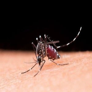 A cor da roupa pode atrair mais picadas de mosquitos