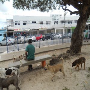 Animais abandonados pelas cidades