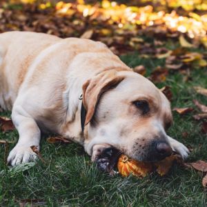 Alimentos que São Tóxicos para o Seu Cachorro: Conheça e Evite Riscos