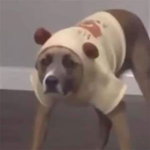 Cansei de ser um cachorro