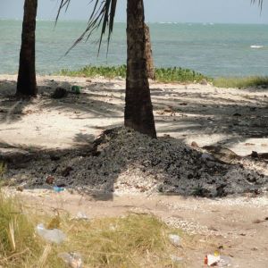 Cascas de mariscos na praia causam problemas ambientais