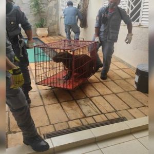 Capivara invade casa em São Paulo para nadar em piscina