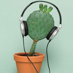 Como as plantas se comunicam? Descubra os segredos da comunicação vegetal