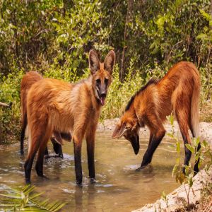Parque Vida Cerrado anuncia nascimento de três filhotes de Lobo-Guará em vida livre