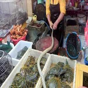 O coronavírus não começou no mercado de Wuhan
