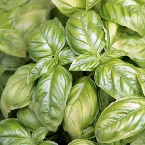 Manjericão: para que serve, propriedades e como usar