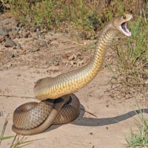 Curiosidade  5 cobras mais perigosas do planeta