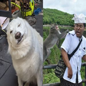 15 fotos onde o caos está esperando ao virar da esquina