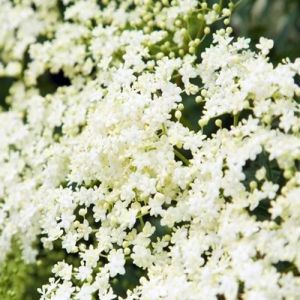 Para que serve o Sabugueiro e como preparar o chá