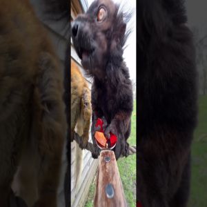 Animais sendo alimentados do ponto de vista de uma colher