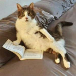 4 pets agindo de maneira estranha