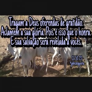 Eu não preciso dos seus bois