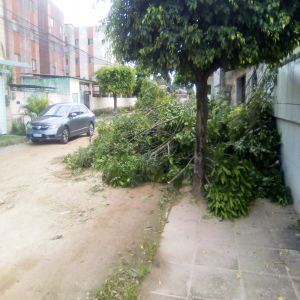 Galhos em cima da calçada