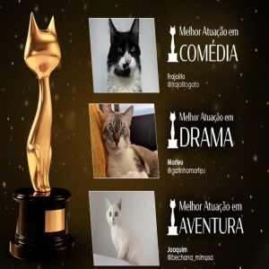 O Oscar dos felinos brasileiros: Gato de Ouro