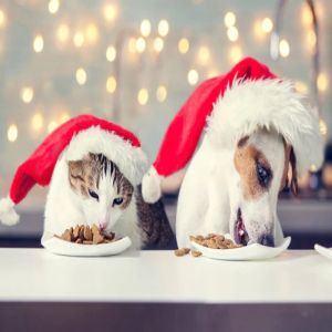 Cuidados com a alimentação do pet nas festas de fim de ano