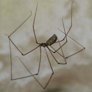 Aranha treme-treme pernuda é perigosa?