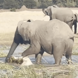 Vídeo: Elefante despedaça um crocodilo tentando comer seu filhote